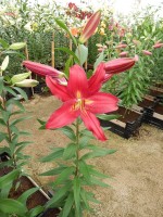 [4357 Gran Tourismo DJ No01.JPG]